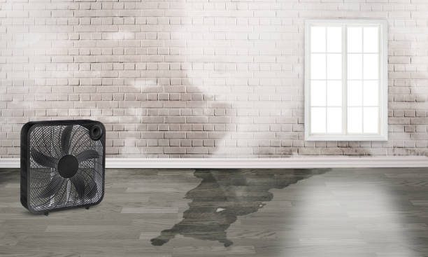 Best Water damage mitigation services  in Progress, PA
